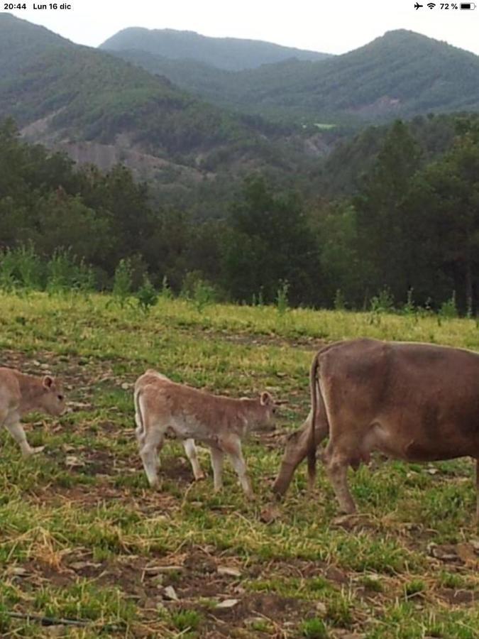 Vistas A La Montana En Un Pueblo Con Encanto. El Pueyo de Araguás Eksteriør bilde